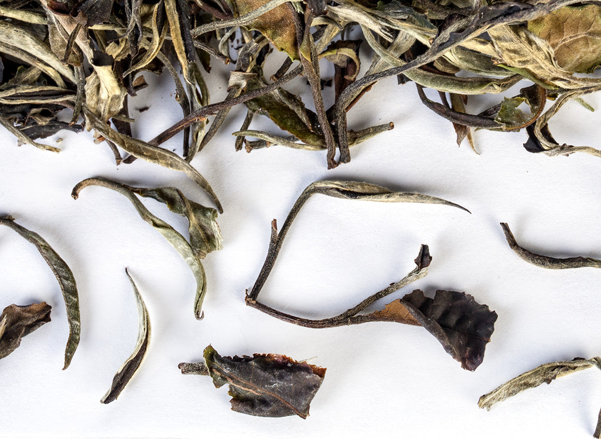 Thai White Tea from wild trees (Spring 2024) - TeaPot Bliss