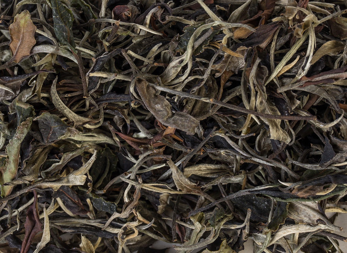 Thai White Tea from wild trees (Spring 2024) - TeaPot Bliss